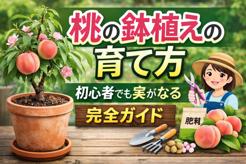 桃の鉢植え栽培の育て方と収穫までの管理方法を解説