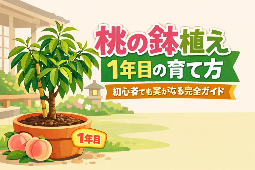 桃の鉢植え1年目の育て方 初心者向け完全ガイドのイラスト