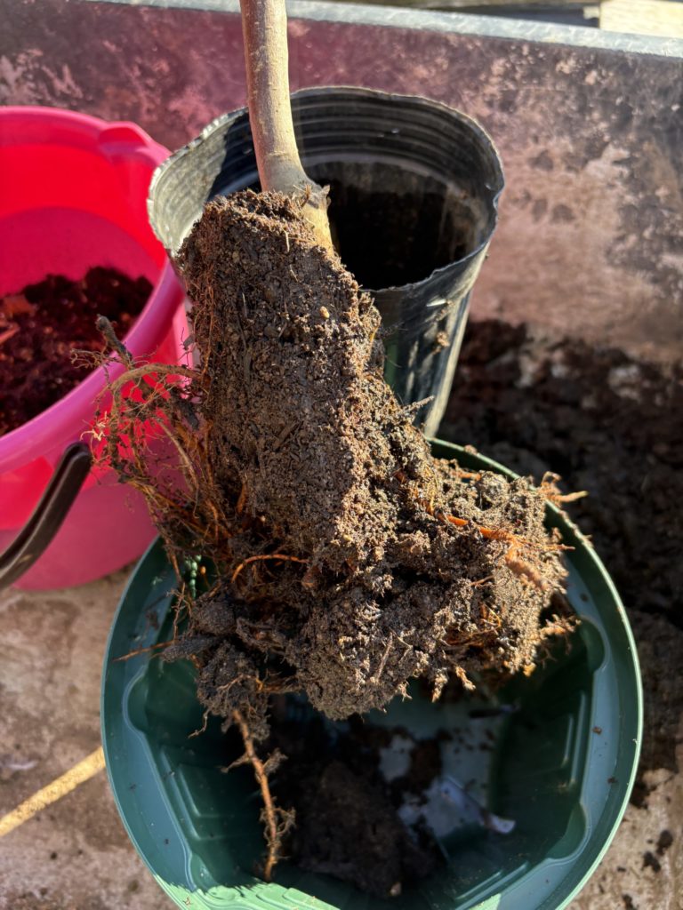 桃の鉢植え 植え付けの様子