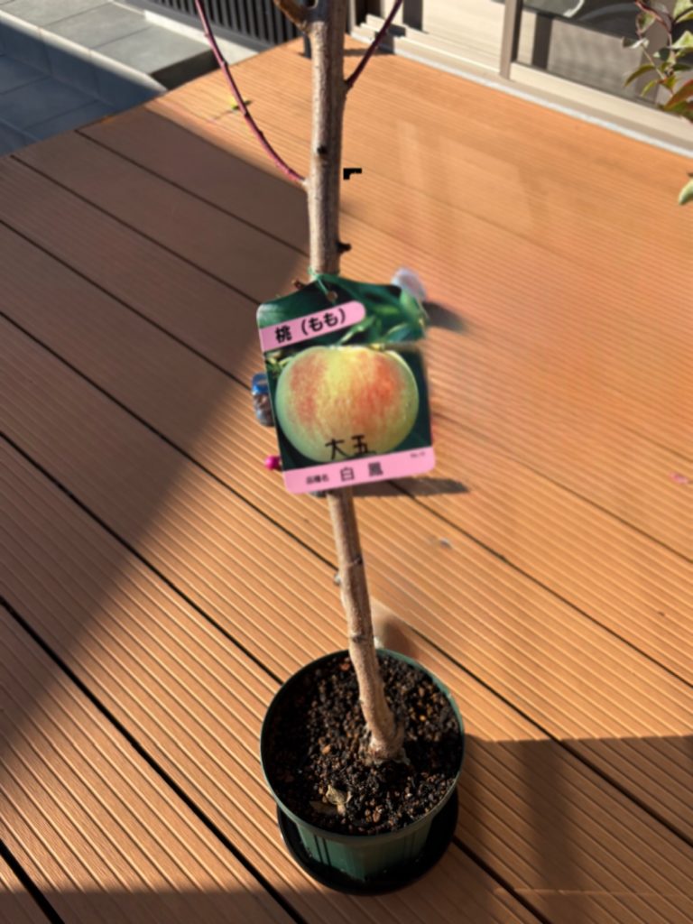 桃の鉢植え 植え付け後