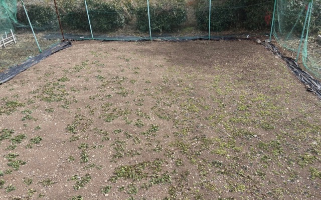 土壌改良前の畑　土が硬い